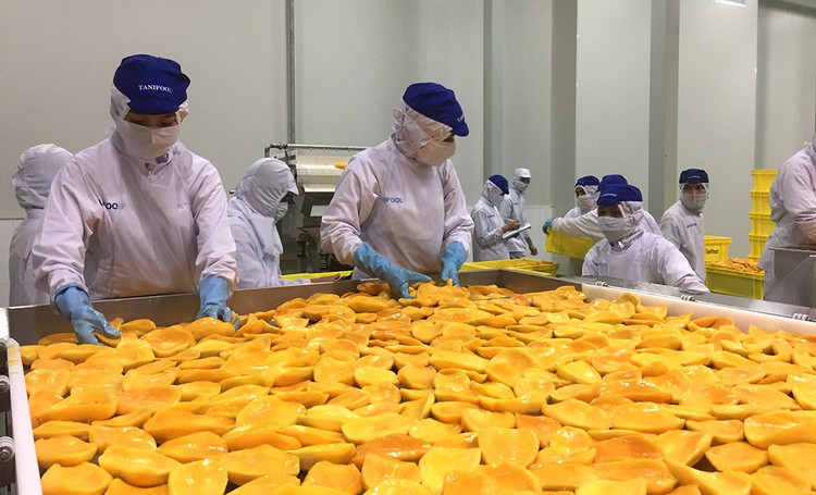 Vietnam looks to Indian market to ease virus hit to farm exports