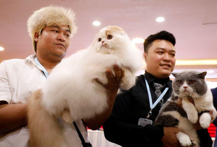 Fancy felines hit Hanoi for first ever cat show