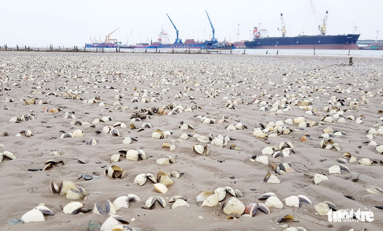Farmers suffer heavy losses as clams die en masse in north-central Vietnam