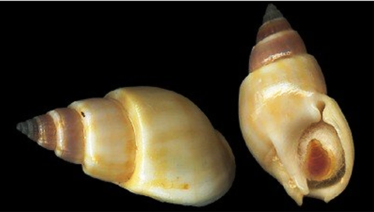 Woman killed, sons hospitalized after eating poisonous snails in Nha Trang