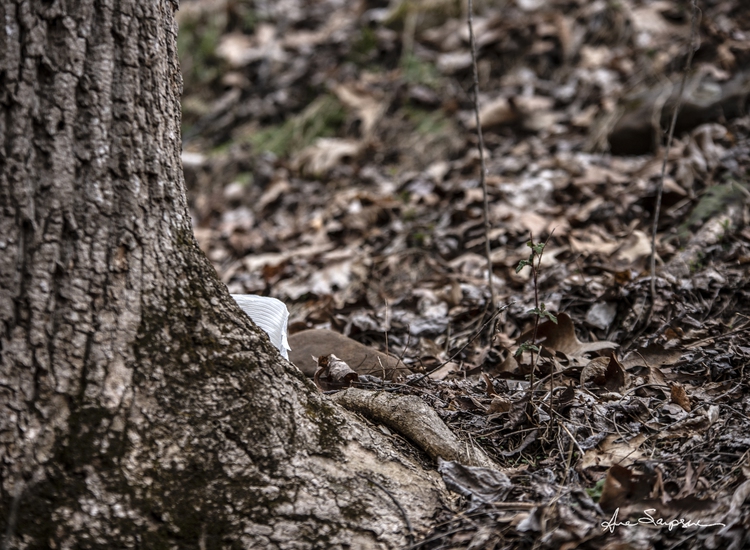 Toilet paper crisis inspires American photographer’s humorous ‘wildlife’ album