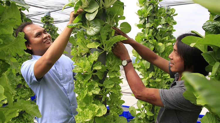 This engineer is bringing green revolution to Saigon’s rooftops