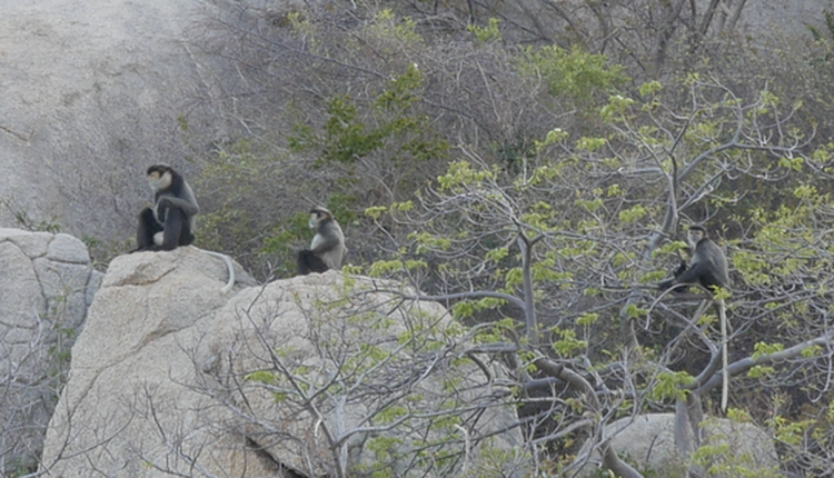 Drought drives rare langurs out of traditional habitat in south-central Vietnam