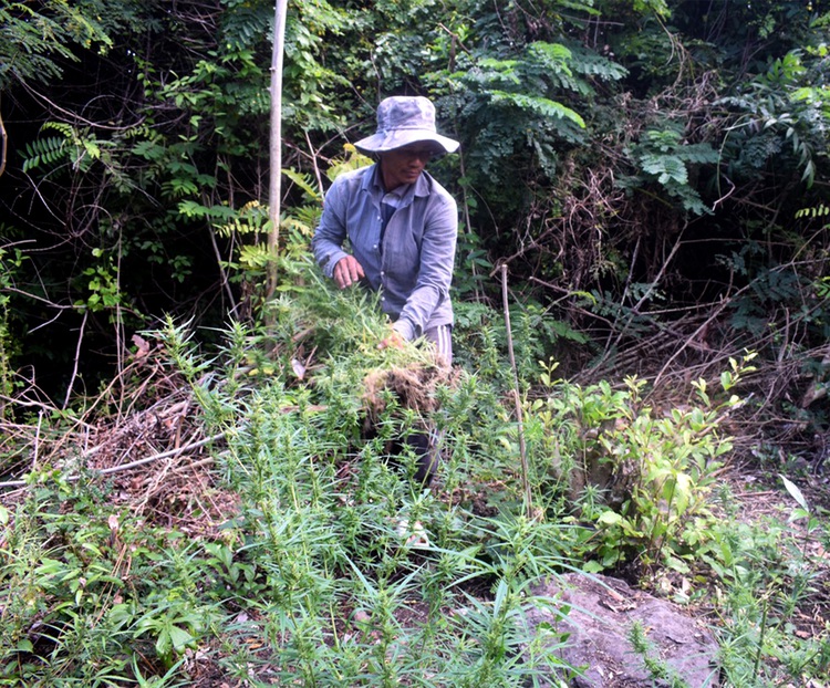 Vietnamese man probed for growing nearly 100 cannabis plants