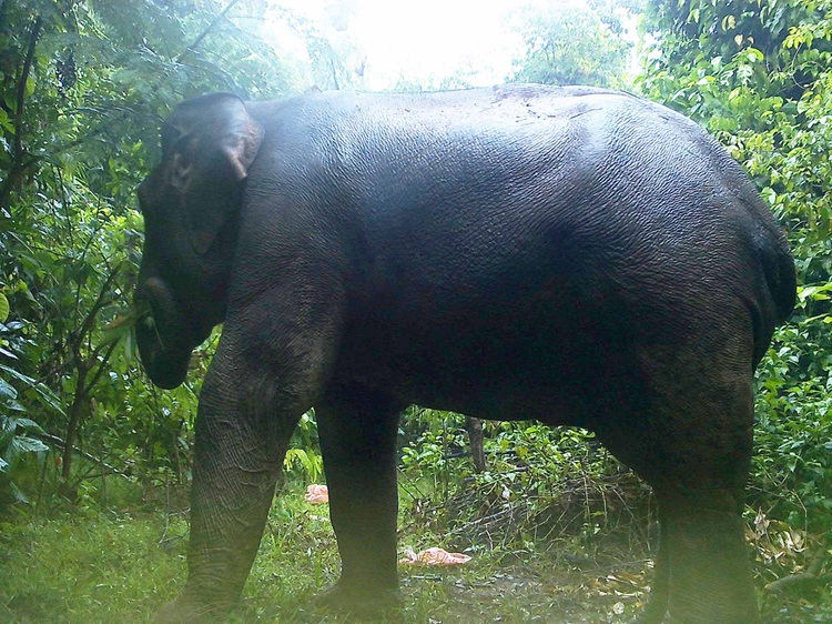 Wild elephants thrive in central Vietnam’s sanctuary