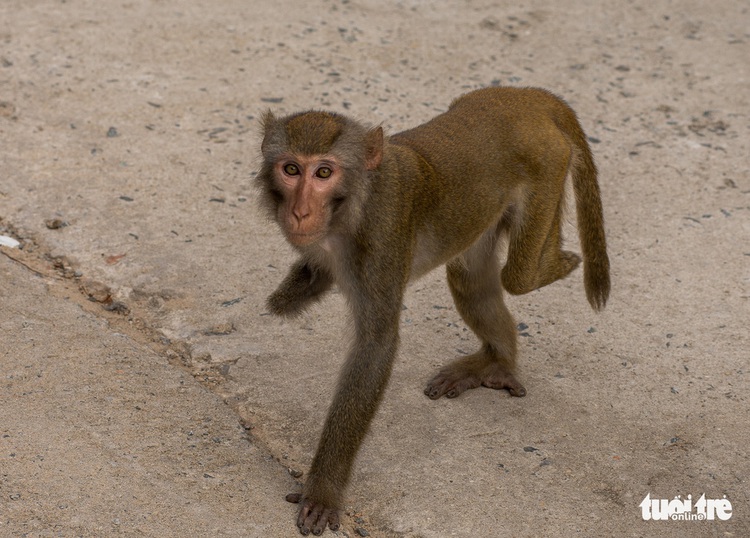 Photographer captures heart-wrenching photos of injured monkeys in Da Nang