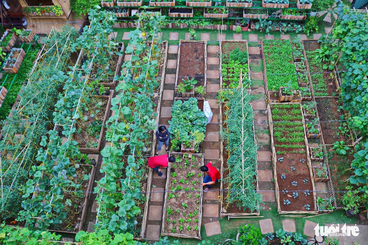 Saigon couple turns empty land into vegetable garden during social distancing
