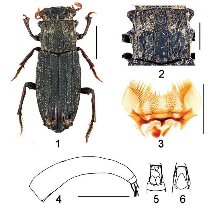 Scientists discover new species of insects in Vietnam