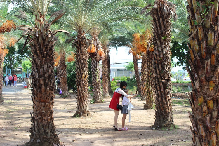 Date palm garden emerges as new photo hotspot in Vietnam’s Mekong Delta
