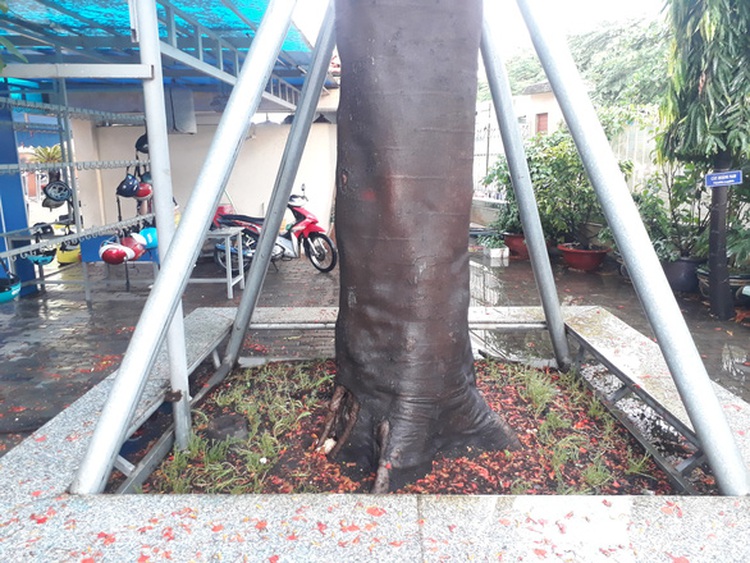 ‘Don’t kill ‘em all,’ experts urge as schoolyard trees 'massacred' following fatal middle school accident
