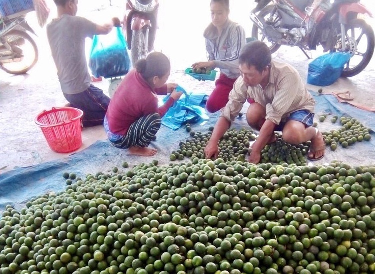 Vietnamese man overcomes sour failure, builds Mekong Delta lime farm