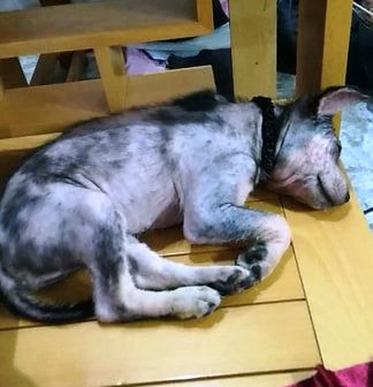 Adopt, foster and help — don’t buy