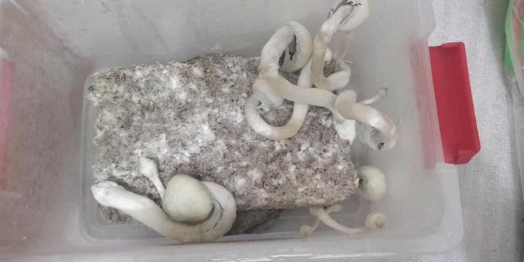 Hanoi college freshman arrested for selling magic mushroom