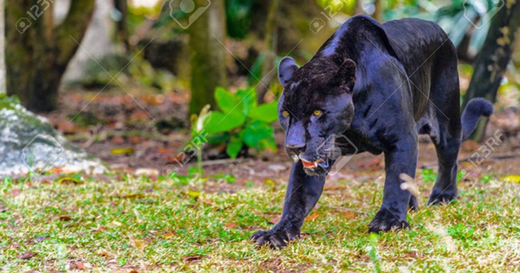 Black panthers suspected of entering residential area in southern Vietnam