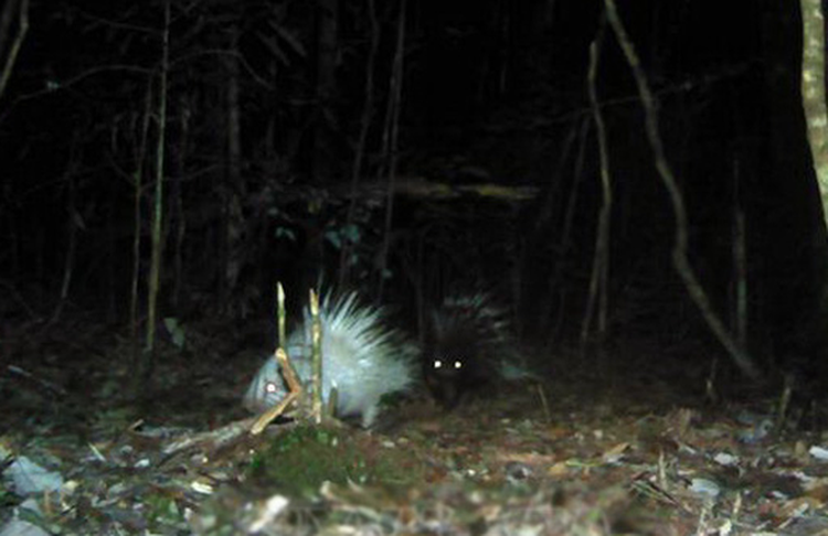 Endangered animals found in Vietnam’s Central Highlands national park