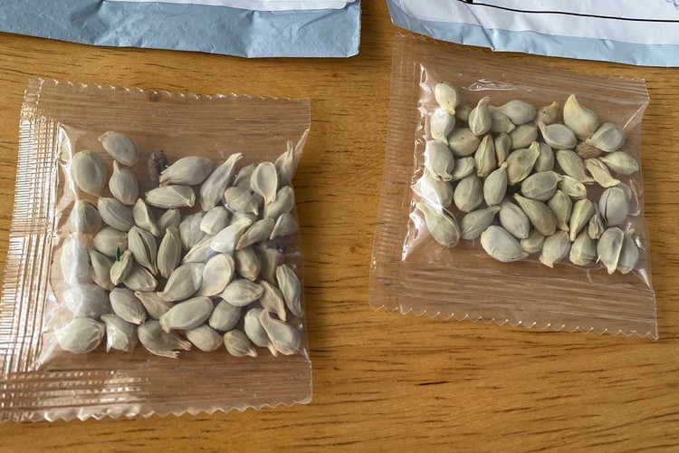 U.S. warns against planting unsolicited seeds from China