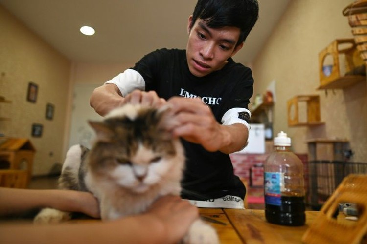 Vietnam cat cafe offers purr-fect pick-me-up for rescued felines