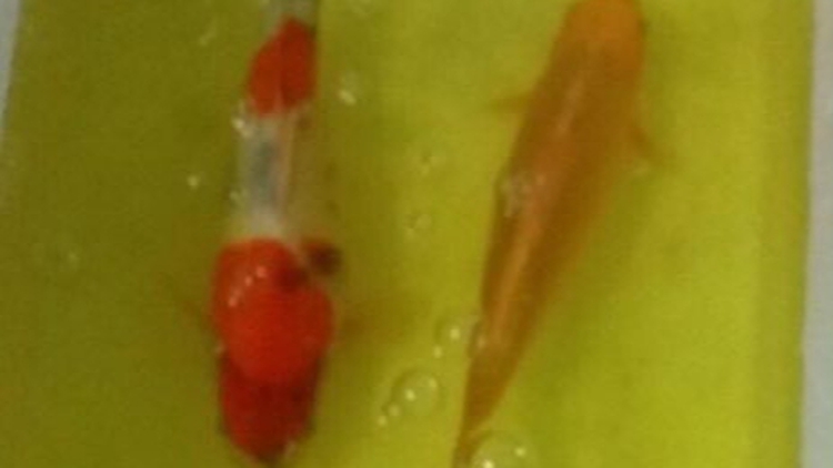 Thieves net ornamental koi fish worth $4,300 in central Vietnam