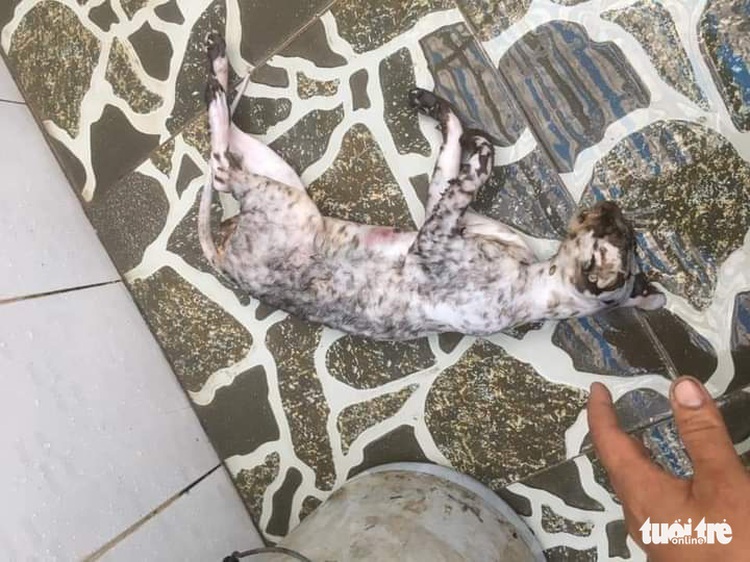 Man brags online about killing suspected wildcats in southern Vietnam
