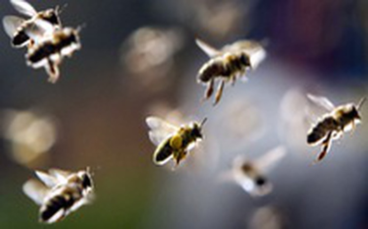22 students hospitalized after bee attack at elementary school in Vietnam
