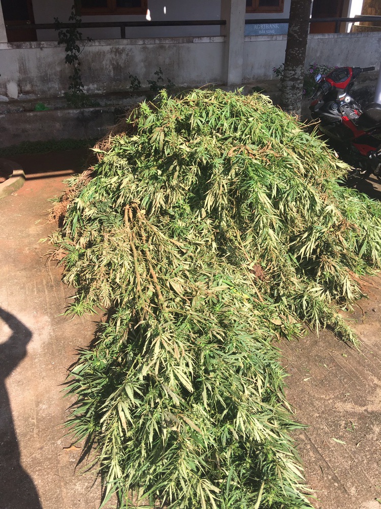Woman caught growing over 180 cannabis plants in Vietnam’s Central Highlands