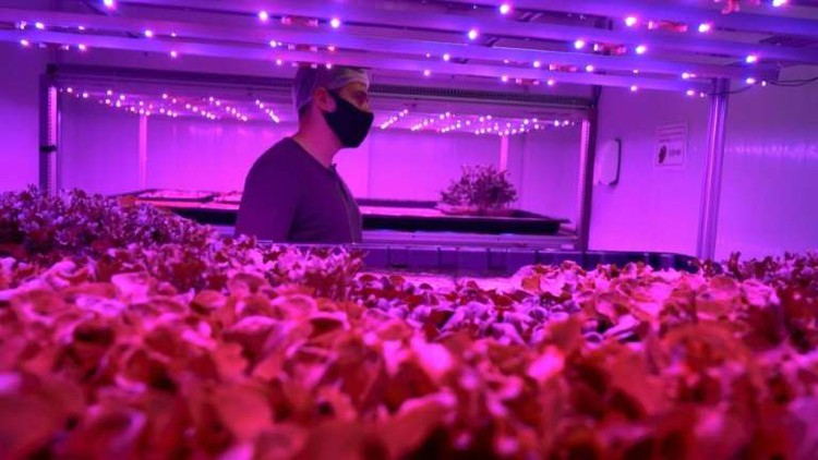 In Brazil, pandemic forces 'pink farm' to get creative
