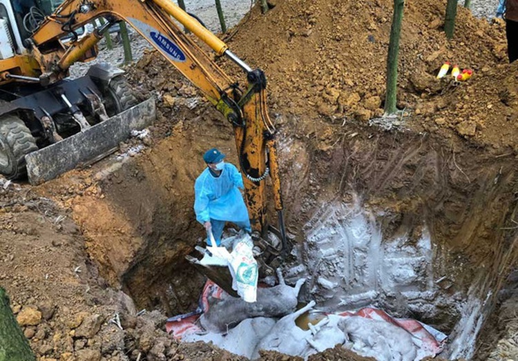 African swine fever returns to south-central Vietnamese province