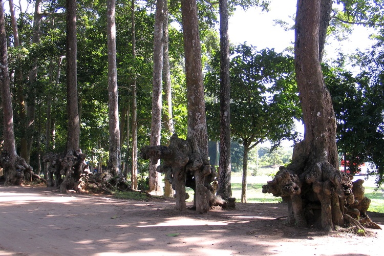 Trip to hidden gem in ethnic Khmer city in Mekong Delta