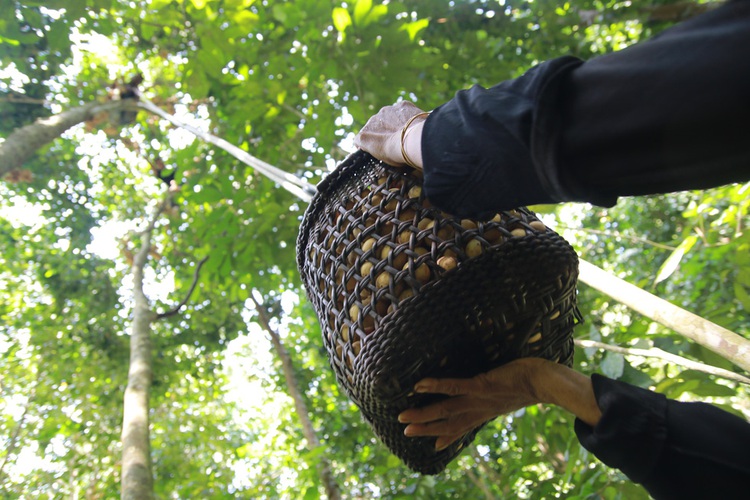 Langsat harvest season brings joy to ethnic people in central Vietnam