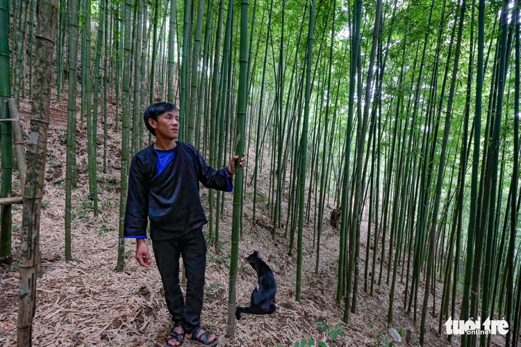 Lost in bamboo forest in Vietnam's Mu Cang Chai