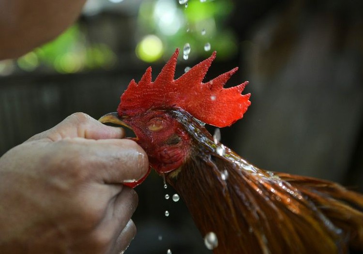 Fighting cock kills police chief in Philippine raid