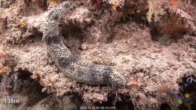 Australian scientists find huge new healthy coral reef off northern coast