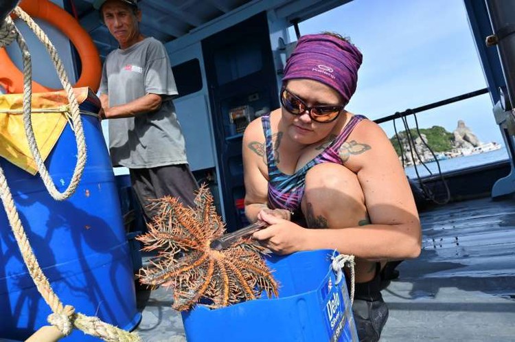 Scientists find chink in coral-eating starfish armour