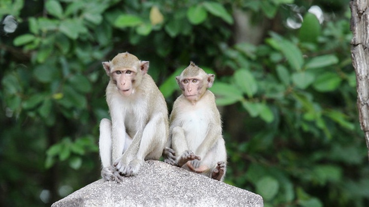 Monkey troops go ape near Caodaist Holy See in southern Vietnam