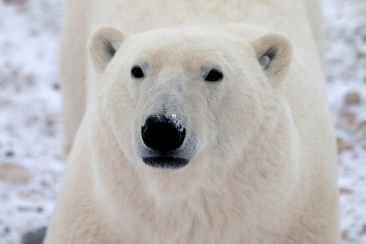 Remote Canadian town programs radar to spot approaching polar bears