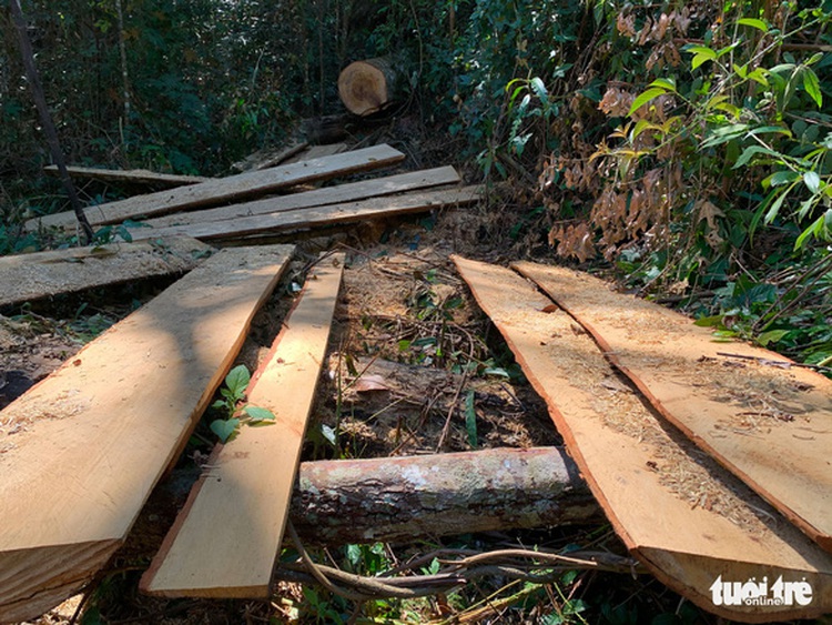 Wood products discovered at forest ranger’s house after illegal logging in Vietnam’s Central Highlands