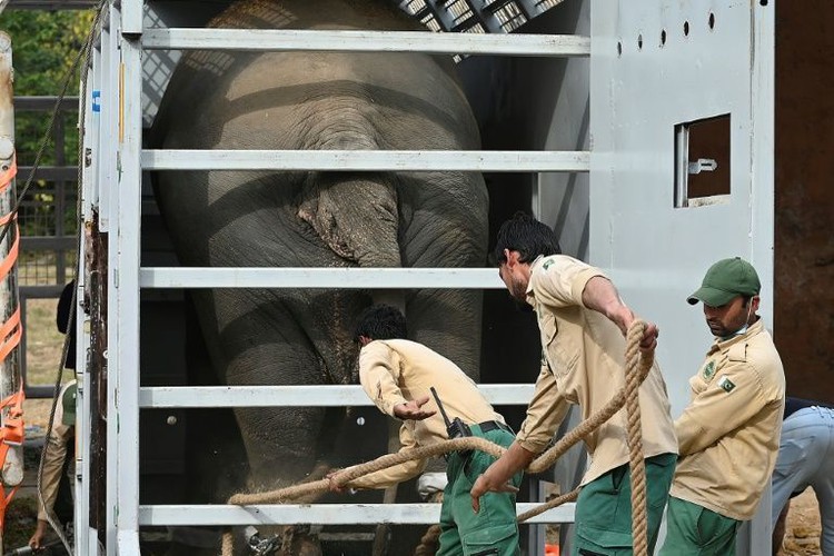 Cher welcomes 'world's loneliest elephant' to new home in Cambodia