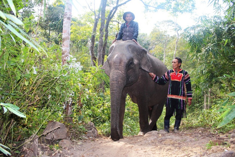 Last tamed elephant in Vietnam’s Central Highlands province dies