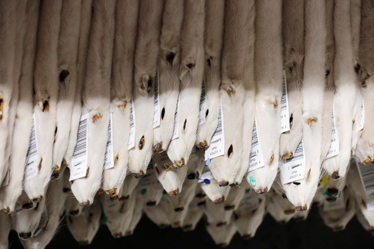 Flying fur prices put fox in focus as mink cull sparks shortage