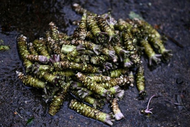 Japan's wasabi producers farm 'green gold'