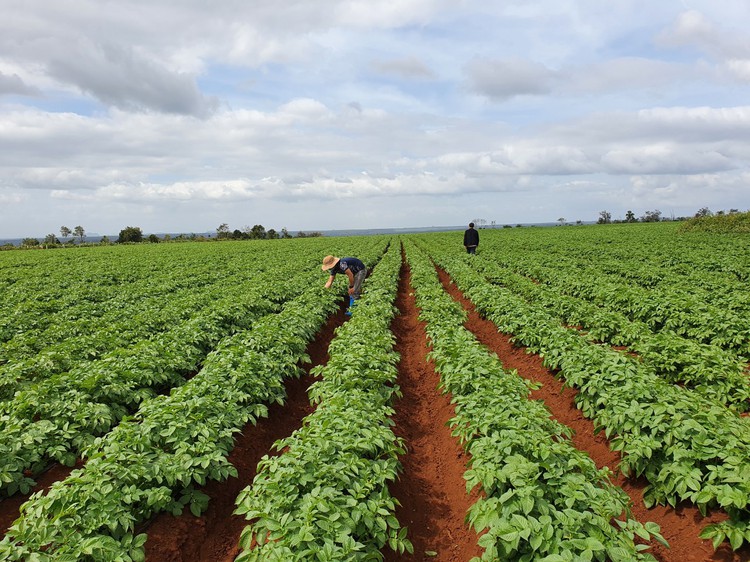 PepsiCo Vietnam expands potato cultivating area, together with farmers for quality of agriculture