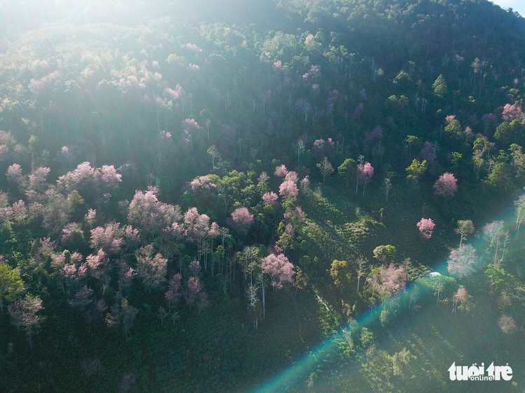 Cherry-like apricot blossoms start to dye Da Lat pink on New Year