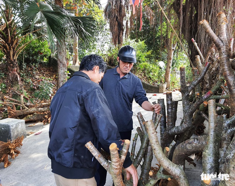 People dodge PM’s ban on trading wild peach blossom trees in northern Vietnam