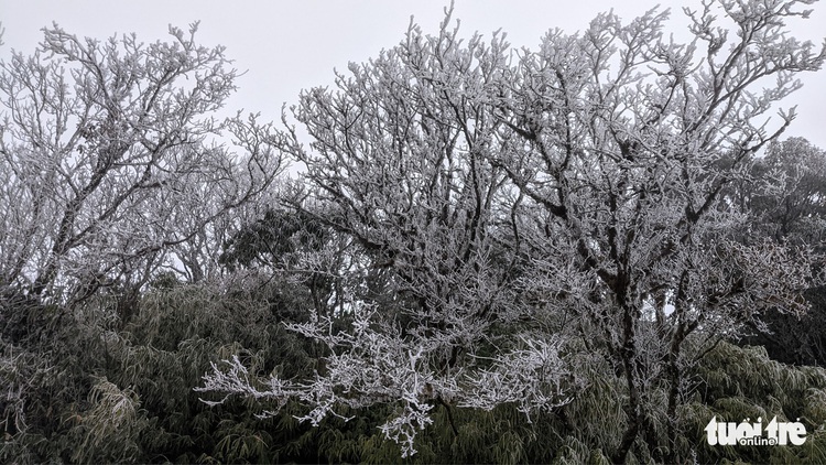 Frost covers northern Vietnamese mountains as temperature dips below 0 degrees Celsius