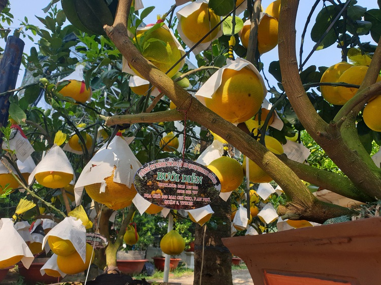 Northern grapefruit, orange plants on sale in Ho Chi Minh City for Lunar New Year