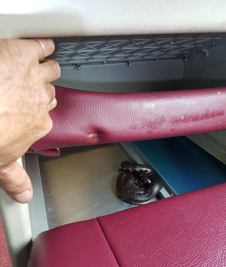 Passenger sneaks snakes onto sleeper bus in Vietnam