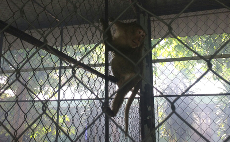 Ho Chi Minh City tranquilizes rampaging monkeys