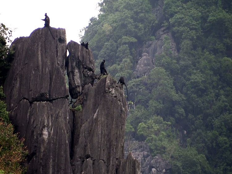 Nearly 160 endangered langurs discovered in north-central Vietnamese province