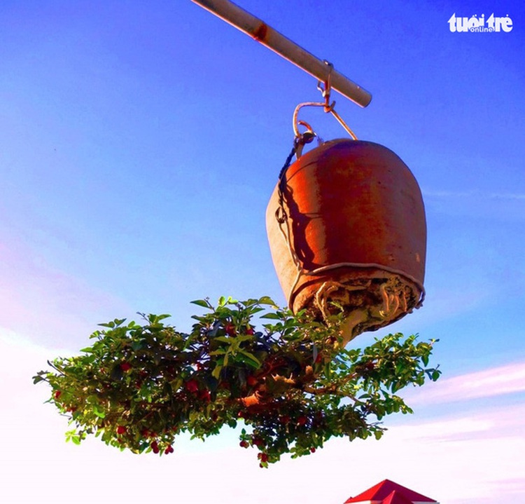 Vietnam artisan dedicates life to upside-down bonsai