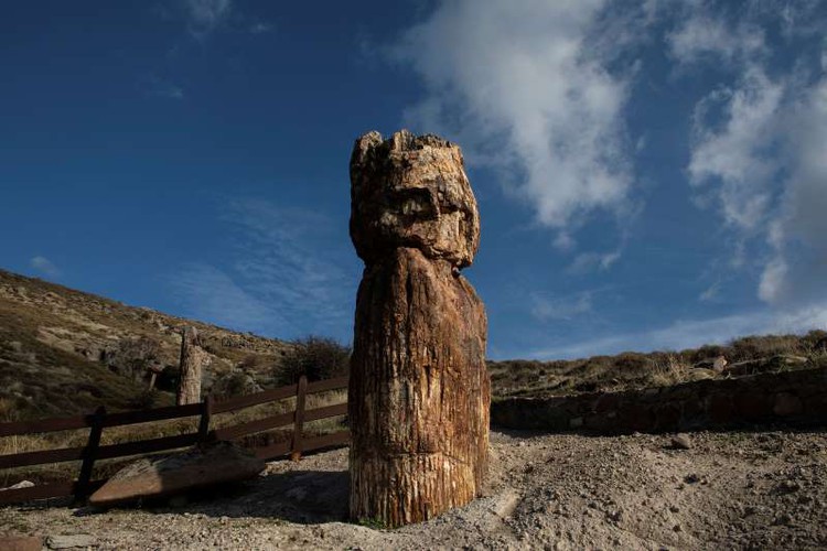 Scientists in Greece find 20 million year-old petrified tree